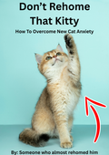 How to overcome new cat anxiety as an owner