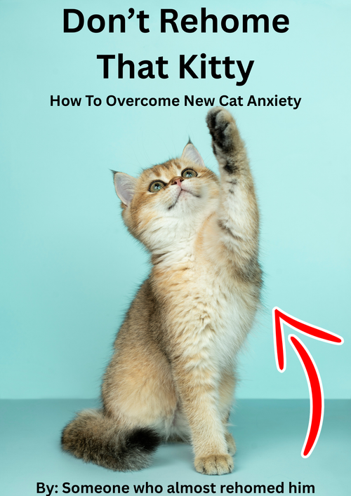 How to overcome new cat anxiety as an owner